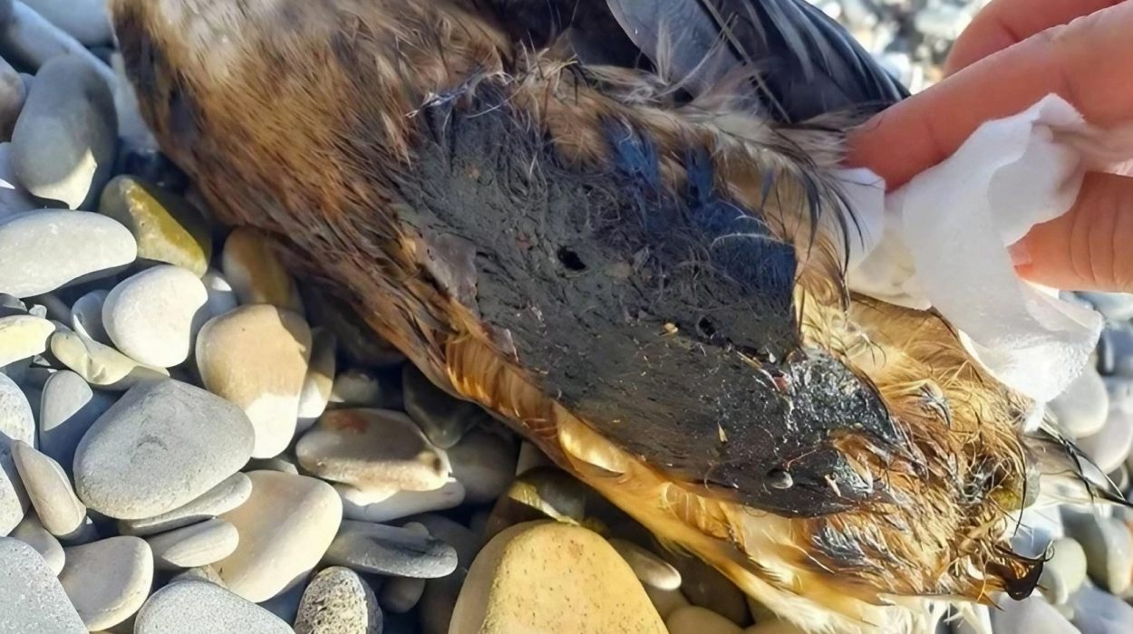 The feathers of the birds found on the beach in Tuapse are completely covered in oil.