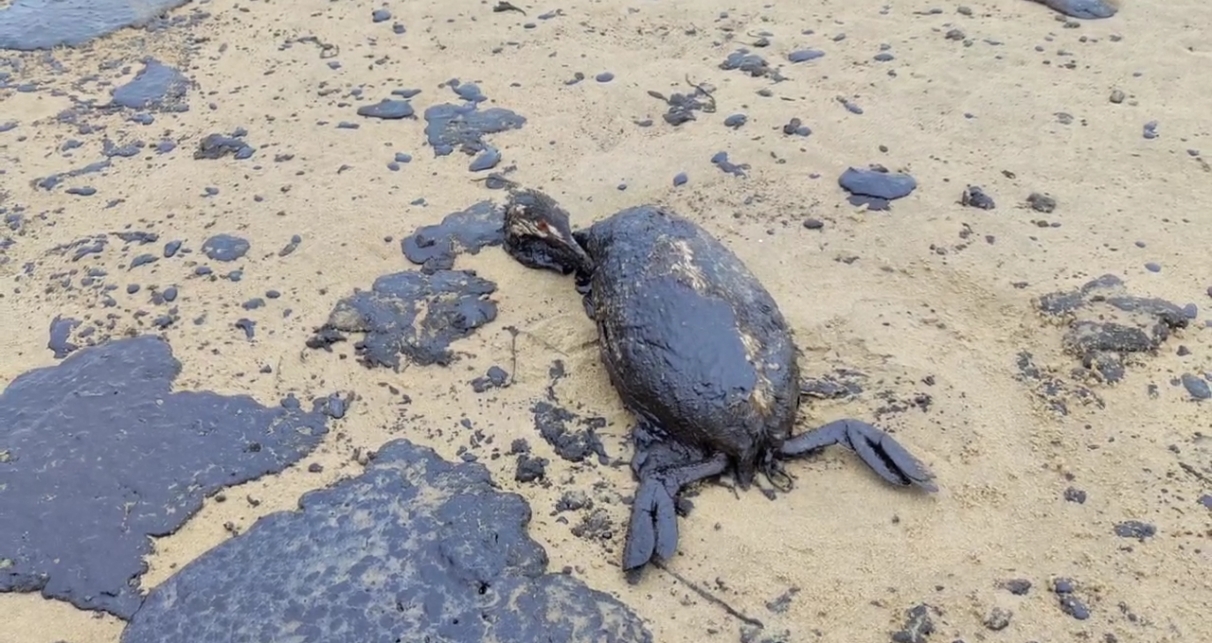 Ecological Disaster Looms in the Black Sea After Fuel Oil Spill