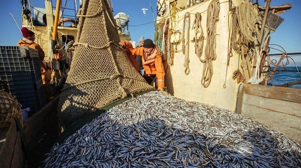 Warm waters hamper anchovy fishing in Abkhazia as quota remains unfulfilled.