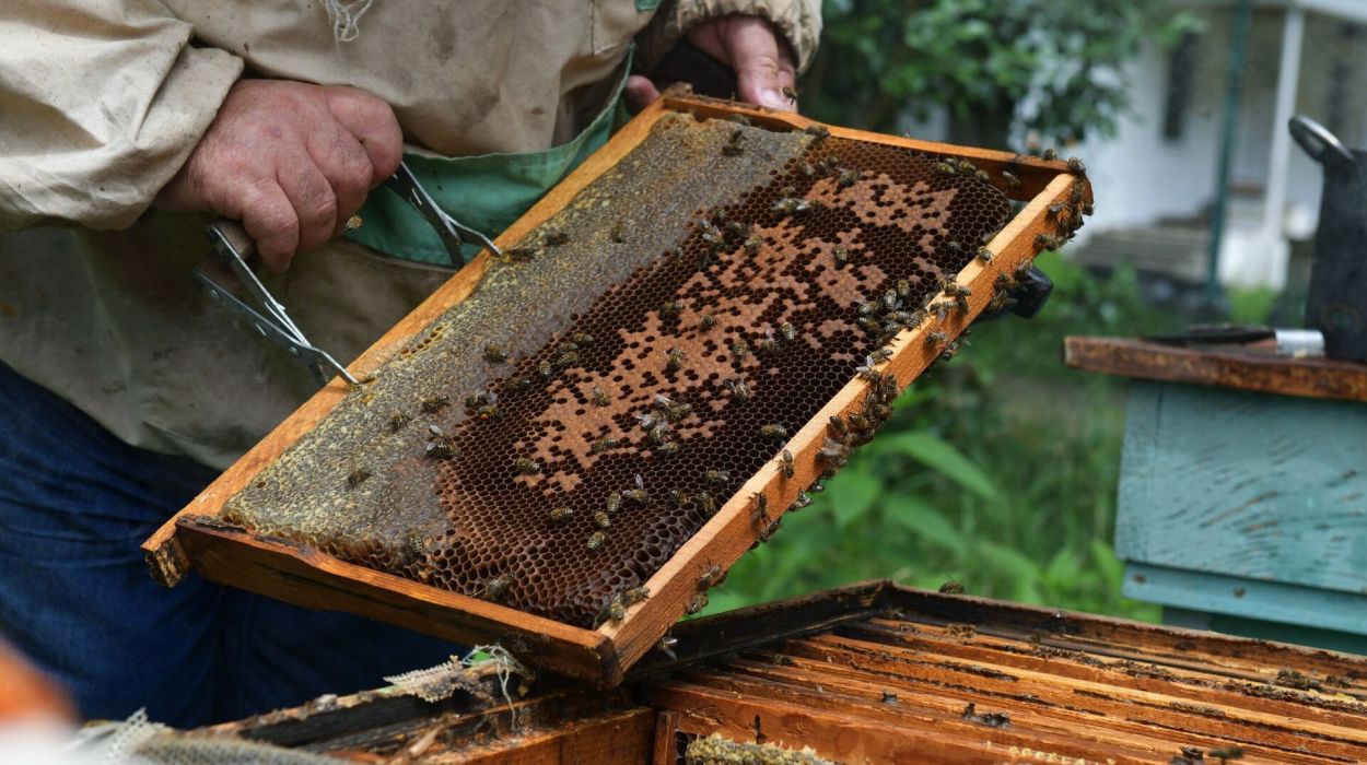 Abkhazian honey