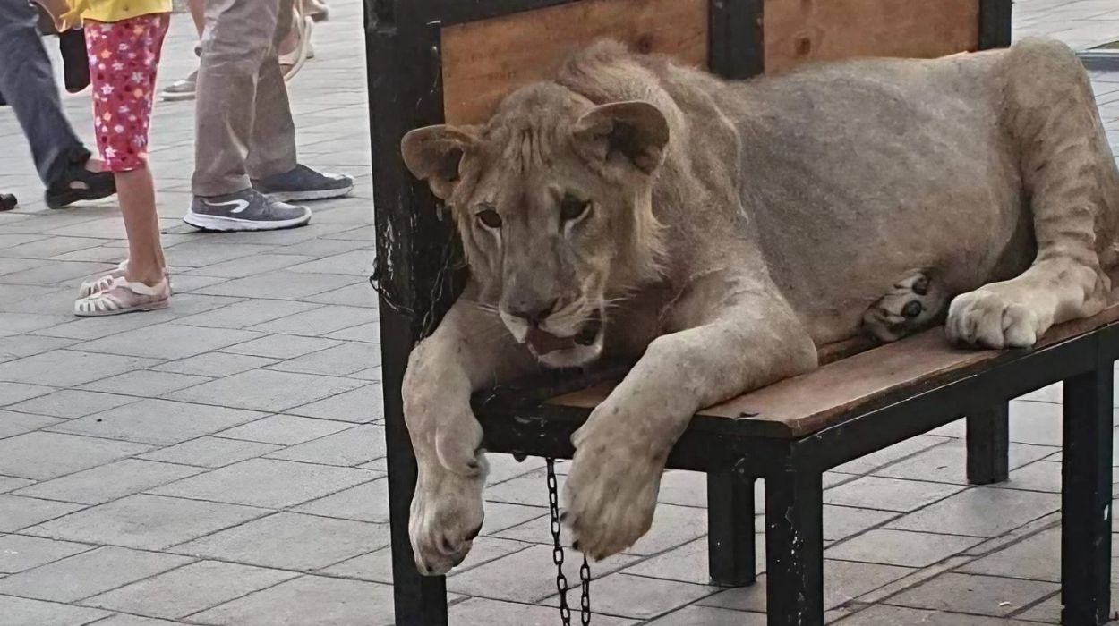 Young lioness in Gagra, chained under the summer sun, exploited for tourist photos.