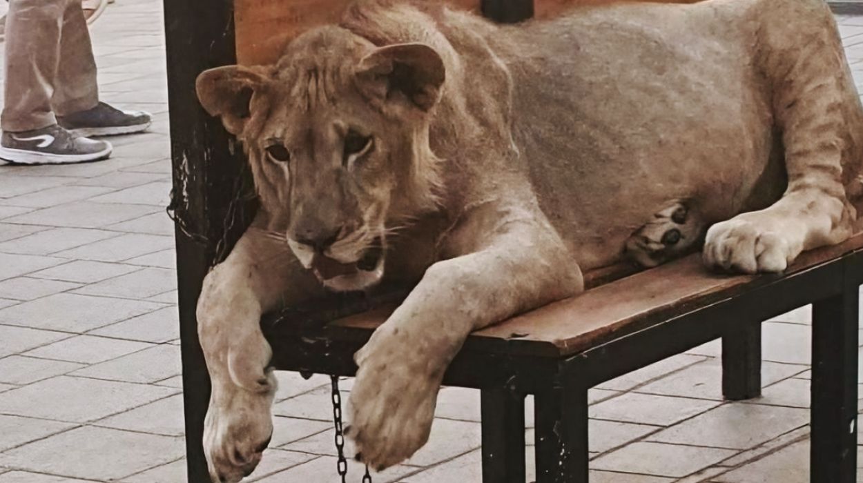 Young lioness in Gagra, chained under the summer sun, exploited for tourist photos.