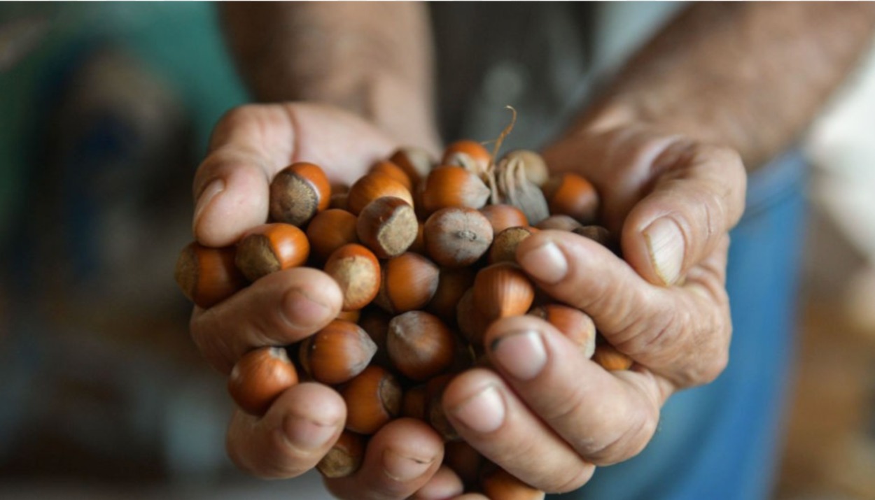 Abkhazia Nuts Harvest