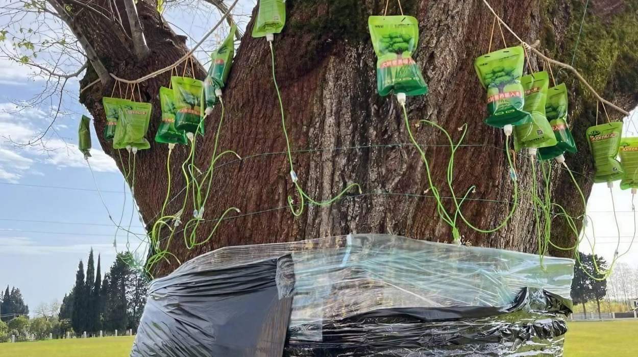 Abkhaz ecologists and Chinese workers in the region supplied 30 IV bags to help the tree recover.