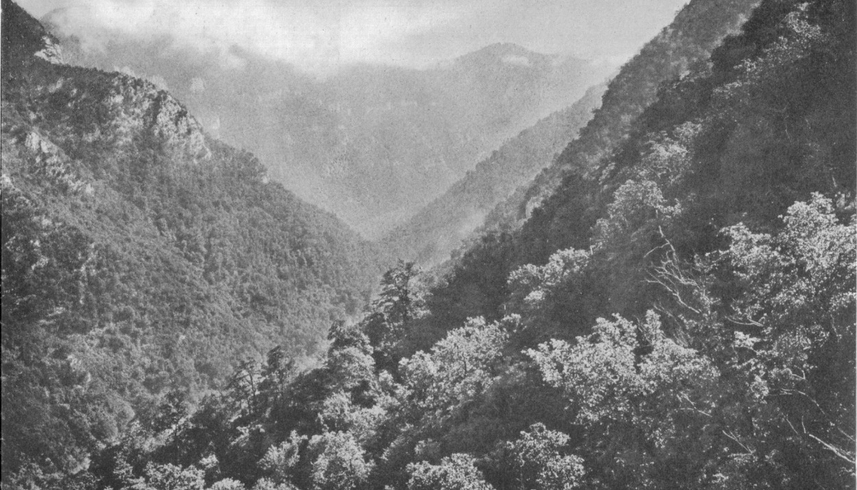 Primeval forest in the Sho-ekwara valley near Gagra. (from the article)